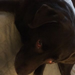 Meet your Posher, Sue